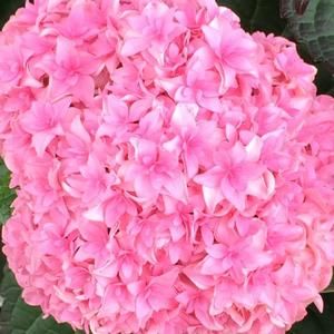 Meet your Posher, Shirley